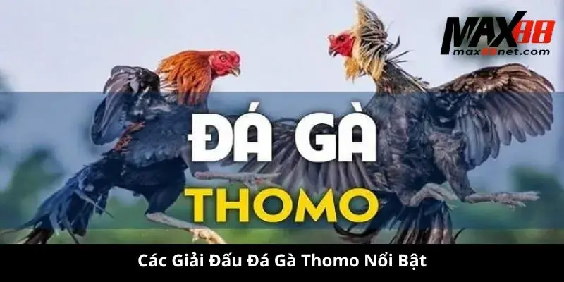 Đá Gà Thomo – Trận Chiến Nảy Lửa Tại Trường Gà Campuchia 3 Các Giải Đấu Đá Gà Thomo Nổi Bật