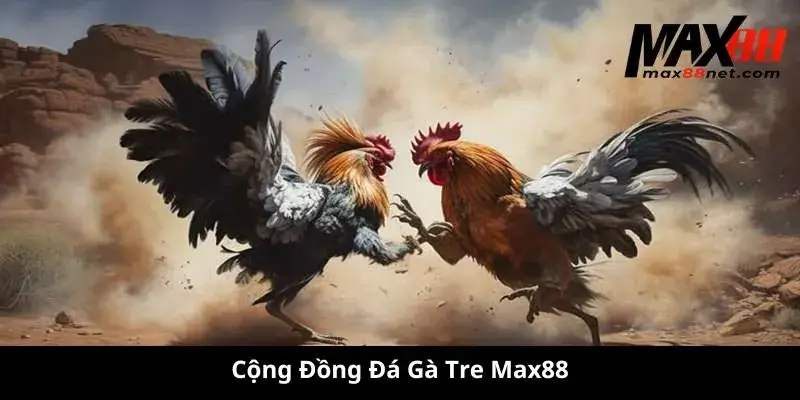 Đá Gà Tre MAX88 – Kinh Nghiệm, Luật Chơi, Cách Chọn Gà Chiến 3 Cộng Đồng Đá Gà Tre Max88