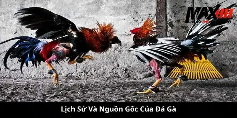 Đá Gà Tre MAX88 – Kinh Nghiệm, Luật Chơi, Cách Chọn Gà Chiến 1 Lịch Sử Và Nguồn Gốc Của Đá Gà