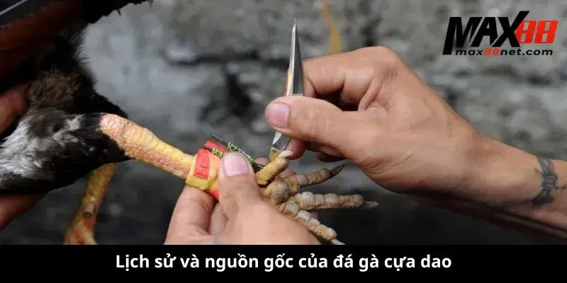 Đá Gà Cựa Dao – Kịch Tính, Hấp Dẫn & Những Điều Cần Biết 1 Lịch sử và nguồn gốc của đá gà cựa dao