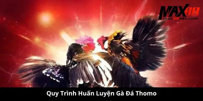 Đá Gà Thomo – Trận Chiến Nảy Lửa Tại Trường Gà Campuchia 2 Quy Trình Huấn Luyện Gà Đá Thomo